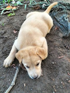 Melaka Puppies - Mixed Breed Dog