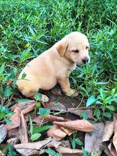 Melaka Puppies - Mixed Breed Dog