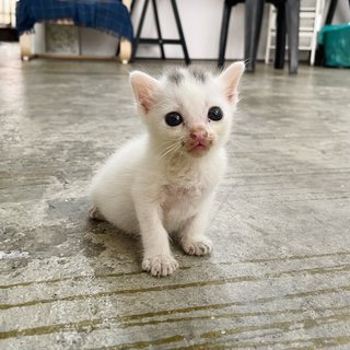 Buibui - Domestic Short Hair Cat