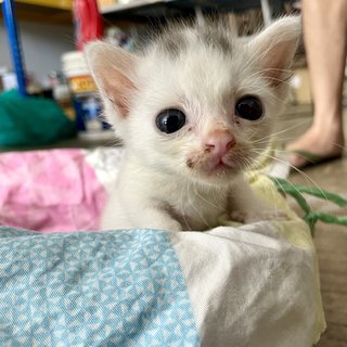 Buibui - Domestic Short Hair Cat