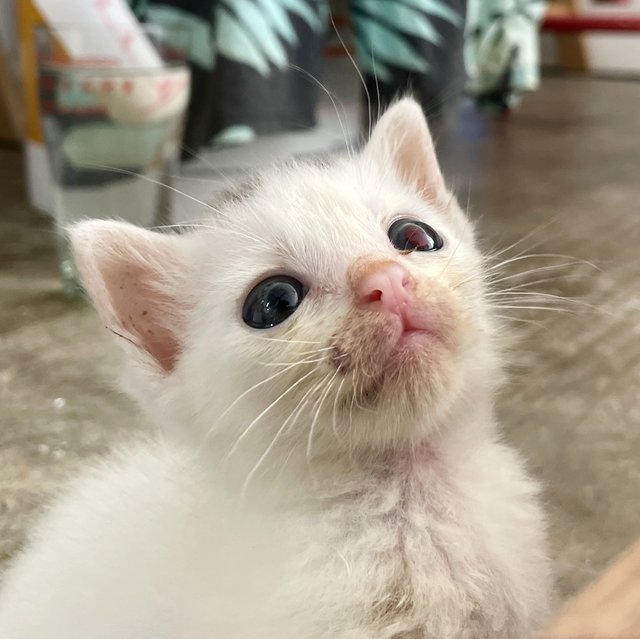 Buibui - Domestic Short Hair Cat