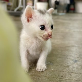 Buibui - Domestic Short Hair Cat