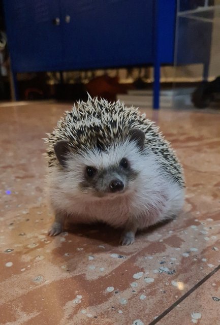 Bombom - Hedgehog Small & Furry