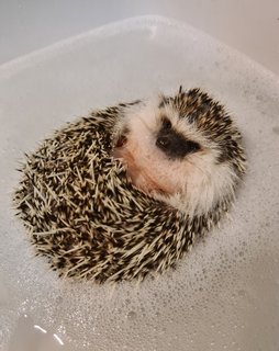 Bombom - Hedgehog Small & Furry