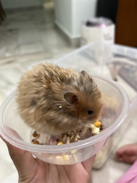 PF115404 - Syrian / Golden Hamster Hamster