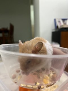 PF115404 - Syrian / Golden Hamster Hamster