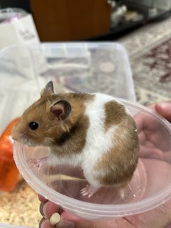 PF115404 - Syrian / Golden Hamster Hamster