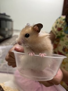 PF115404 - Syrian / Golden Hamster Hamster