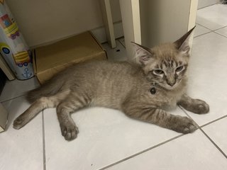 Dusty &lt;3 - Domestic Long Hair Cat