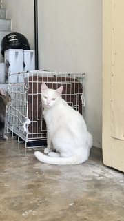 Silver 小银花 - Domestic Short Hair Cat