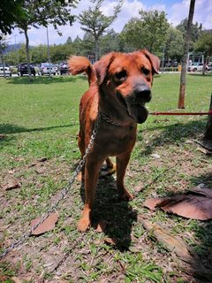 King King - Mixed Breed Dog