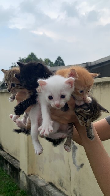 Mixed - Domestic Medium Hair Cat