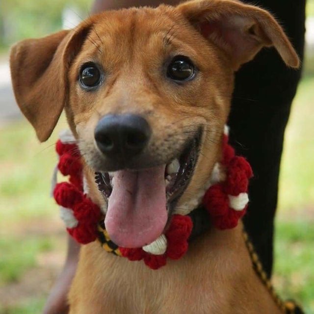 Aden,maple,casey,ginger &amp; Ola - Mixed Breed Dog