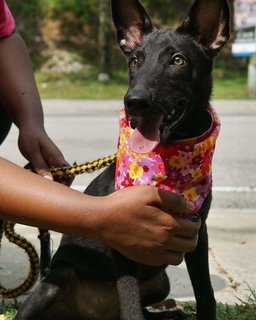 Aden,maple,casey,ginger &amp; Ola - Mixed Breed Dog