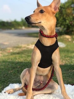 Aden,maple,casey,ginger &amp; Ola - Mixed Breed Dog