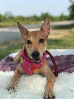 Aden,maple,casey,ginger &amp; Ola - Mixed Breed Dog