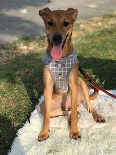 Aden,maple,casey,ginger &amp; Ola - Mixed Breed Dog