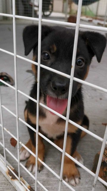 Little Black  - Mixed Breed Dog