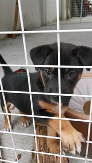 Little Black  - Mixed Breed Dog