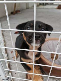 Little Black  - Mixed Breed Dog