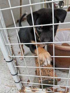 Little Black  - Mixed Breed Dog