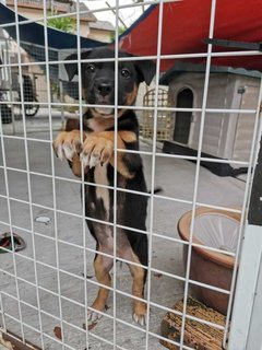 Little Black  - Mixed Breed Dog