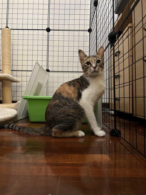 Fiona  - Domestic Short Hair Cat