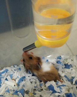 Cute Golden Syrians - Syrian / Golden Hamster Hamster