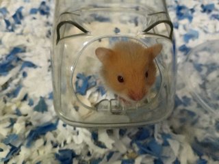 Cute Golden Syrians - Syrian / Golden Hamster Hamster