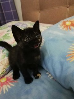 Eva - Domestic Medium Hair Cat