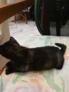 Eva - Domestic Medium Hair Cat