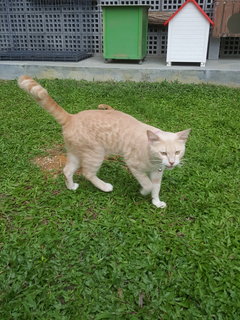 Gingerboy - Domestic Short Hair Cat