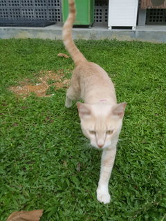 Gingerboy - Domestic Short Hair Cat