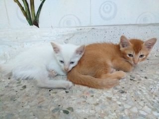 Mellow And Family - Domestic Short Hair Cat