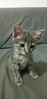 Poor little kitty looking for loving family.