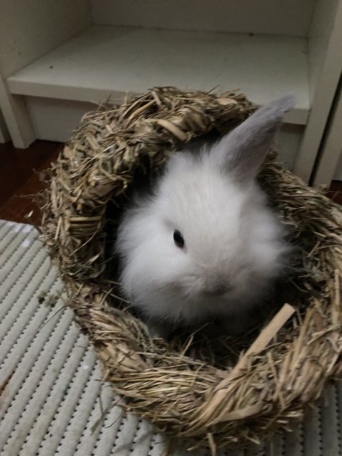 Pinocchio  - Mini Rex Rabbit