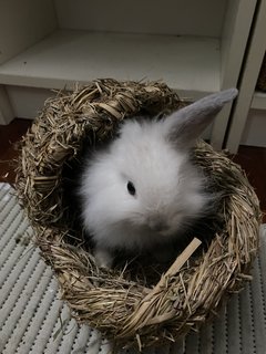 Pinocchio  - Mini Rex Rabbit