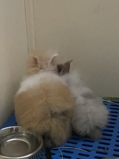 Pinocchio  - Mini Rex Rabbit