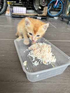 Kit - Domestic Short Hair Cat