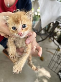 Kit - Domestic Short Hair Cat