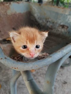 Kit - Domestic Short Hair Cat