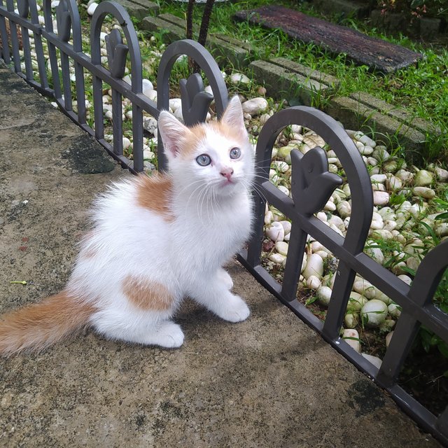 Tuah - Domestic Long Hair Cat