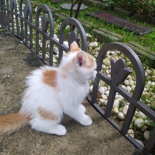 Tuah - Domestic Long Hair Cat