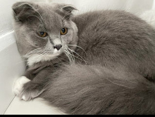 Oreo - Scottish Fold Cat