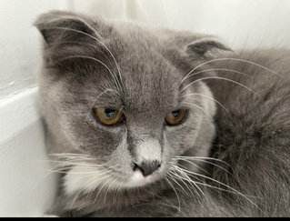 Oreo - Scottish Fold Cat