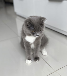 Oreo - Scottish Fold Cat