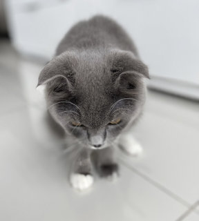 Oreo - Scottish Fold Cat