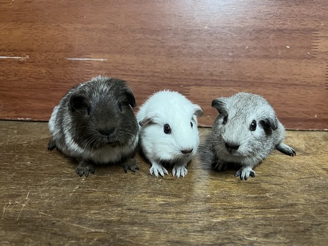 American - Guinea Pig Small & Furry