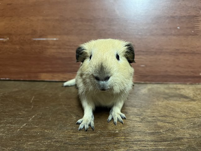 Mix Cali - Guinea Pig Small & Furry