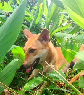 Coco L - Mixed Breed Dog